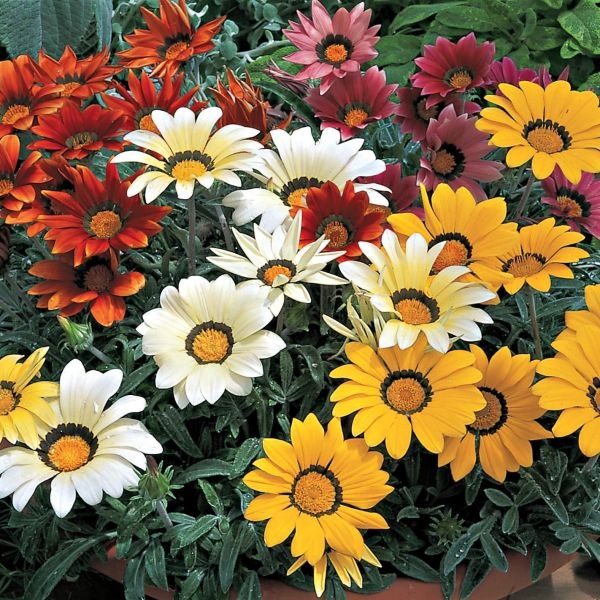 Indain Gazania- Mixed Color Flower 20 Seeds For Garden And Balcony -Gazania Sunshine Hybrid Mixed Flower 20 Seeds - Kitchen Garden - Image 2