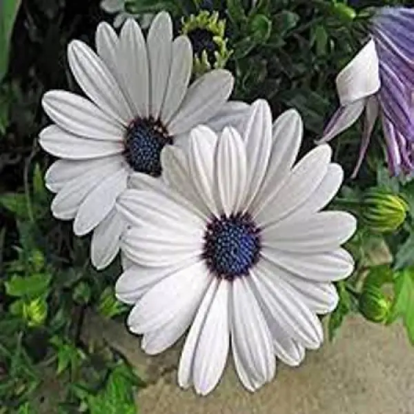 Demorphoteca Flower Seeds 3 Gram - Image 2