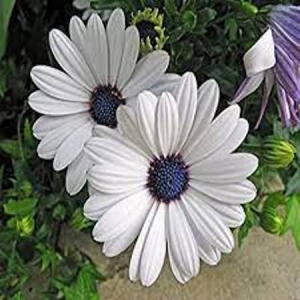 Demorphoteca Flower Seeds 3 Gram