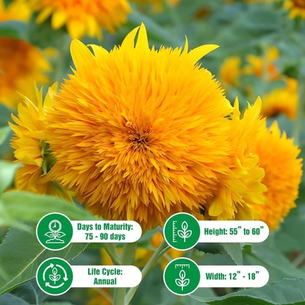 Sunflower Sunsopt Dwarf - 20+ Excellent Quality Selected Seeds - Image 2