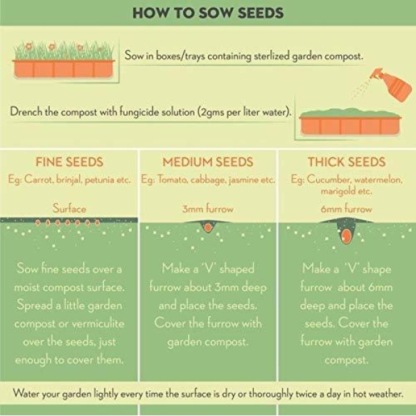 Mixed 5 Types Of Rose Seeds Total 10 Seeds - Image 4