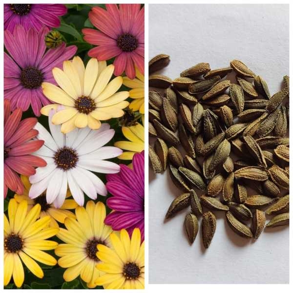 Dimorphotheca Mixed Flower Seeds Loose Pack 20 Plus Seeds - Seeds | - Image 2