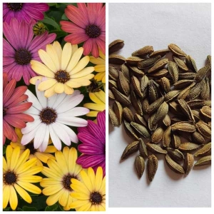 Dimorphotheca Mixed Flower Seeds Loose Pack 20 Plus Seeds - Seeds |