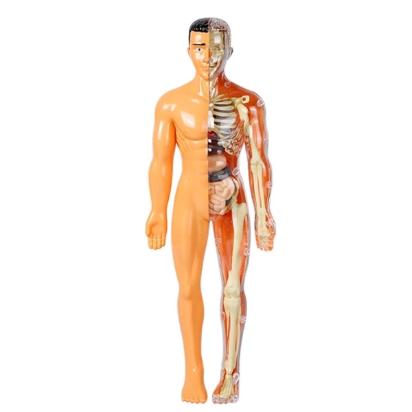 DIY Human Body Removable Learning Toy - Image 4