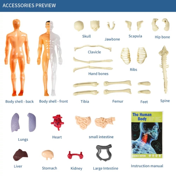 DIY Human Body Removable Learning Toy - Image 2