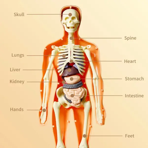 DIY Human Body Removable Learning Toy - Image 3