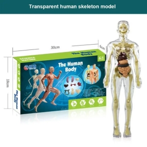 DIY Transparent Human Body Torso Anatomy Model Toy