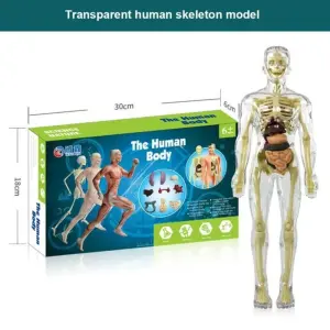 DIY Transparent Human Body Torso Anatomy Model Toy