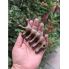 Dolphin-Shaped Scalp Massager Brush