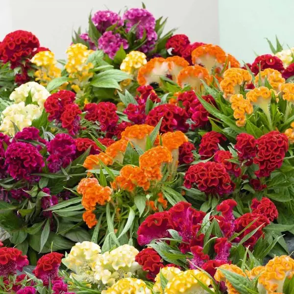 20+ seed Of Cockscomb Mixed Flower Seeds - Image 3