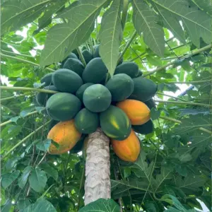 5 pcs Red Heart Creamy Papaya Seeds - The Best of Papayas for Your Home Garden - Rich, Sweet, and Nutrient-Packed Fruits