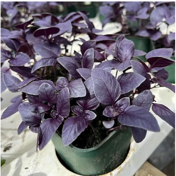 Purple Basil Seeds 20 Plus Seeds - Image 5