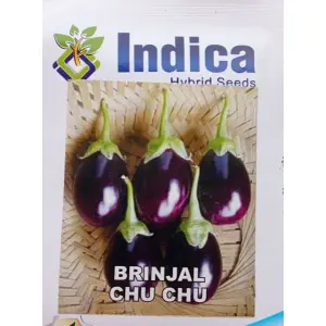 Vegetable Seeds - World Best Brinjal Seeds Chu Chu Baramase 2 Gram