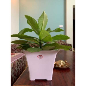 6.5 Inch Gardens Need 100% Virgin Plastic Orient Pot
