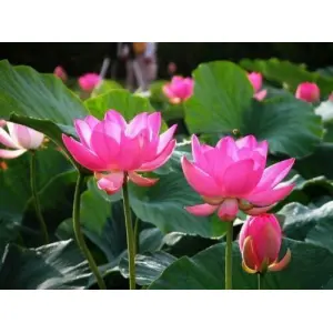 5 Seeds Of Mix Lotus Seeds - Indoor Rare Lotus Flower Seeds