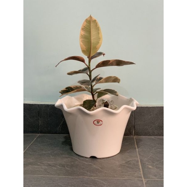 11 Inch Flower Pot / Planter For Indoor Outdoor Garden - Image 2