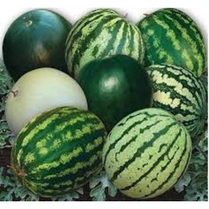 1 Packet Watermelon Mix Seeds