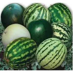 1 Packet Watermelon Mix Seeds