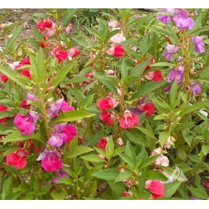 Balsam Camellia Mixed Flower Seeds Impatiens Balsamina Mixed Flower 20 Seeds For Garden And Balcony
