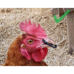 Pheasant and Chicken Beak Mask