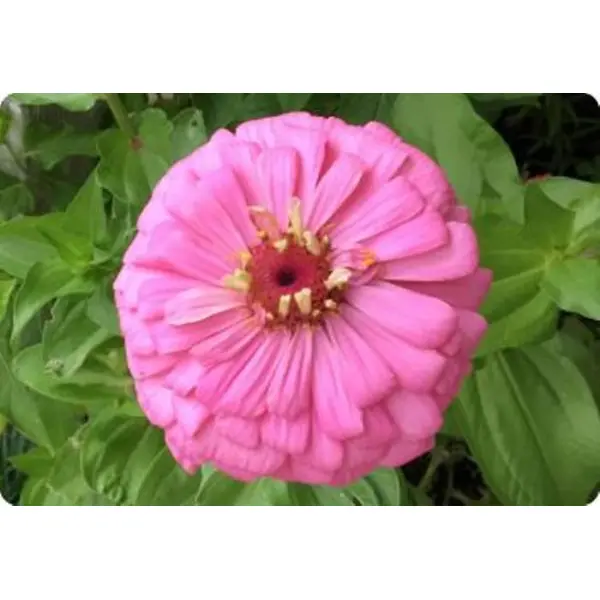 Classic Zinnia Elegans Flower 20 Seeds, Balcony Easy To Grow - Seeds | - Image 4