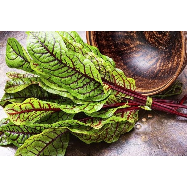 20+ Loose Packed Excellent Quality Seed Of RED VEIN SORREL HERB SEEDS, Can Grow All Over Nepal - Image 2