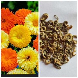 Flower Seeds - Loose Pack Of Calendula Flower Seeds Mixed (50 Plus Seed)