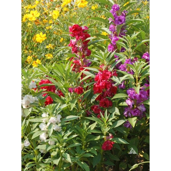 Balsam Camellia Mixed Flower Seeds Impatiens Balsamina Mixed Flower 20 Seeds For Garden And Balcony - Image 3