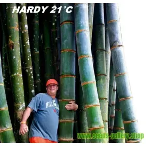 Bamboo Seeds - Big Bamboo 30 Plus Seeds