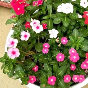 Pack Of Vinca Flower Seeds Mixed 20+ Loose Packed Seed