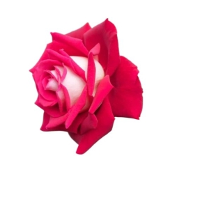 5 Seeds Of Loken Red Rose Seeds With Golden Bu. Packing - Seeds |