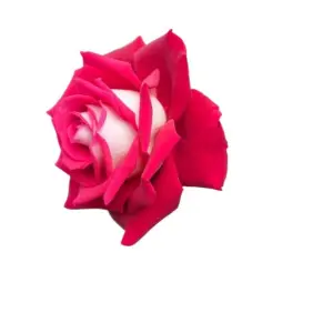 5 Seeds Of Loken Red Rose Seeds With Golden Bu. Packing - Seeds |