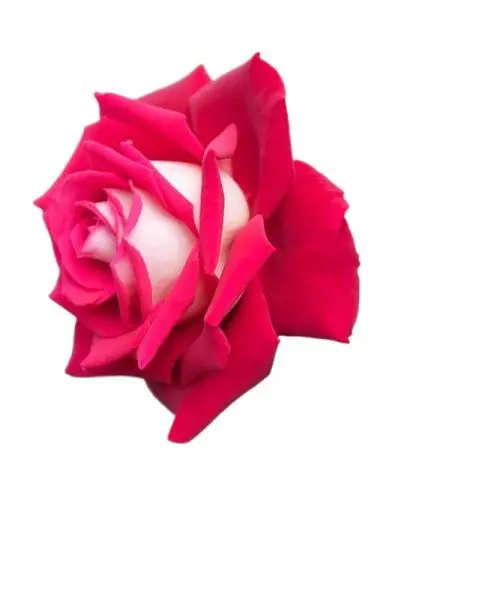 5 Seeds Of Loken Red Rose Seeds With Golden Bu. Packing - Seeds |
