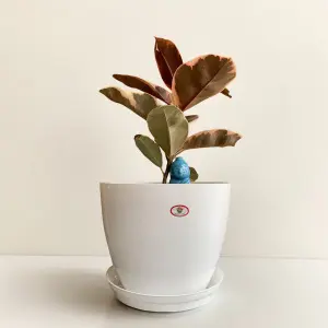 8 Inch Cool Flower pot (With Plate) / Planter For Indoor Outdoor Garden