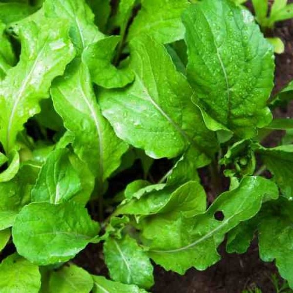 Omaxe Seeds Rocket Seeds /Arugula/Rucola Leaves Herb Herb Seeds Kitchen Garden Packet - Image 4
