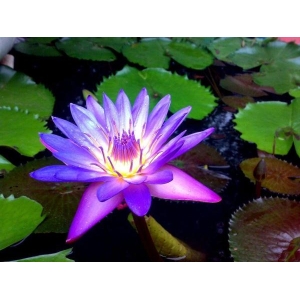 5 Seeds Of Mix Lotus Seeds - Indoor Rare Lotus Flower Seeds
