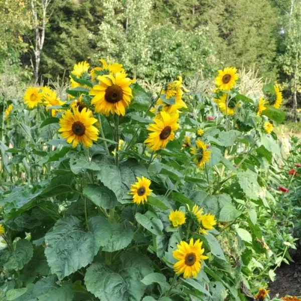 Minature Sunflower 20 Seeds For Garden And Balcony. - Seeds - Image 2