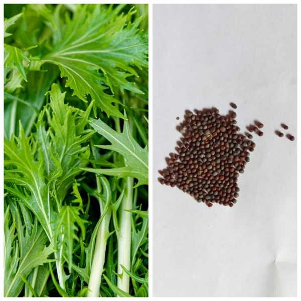 Excellent Quality Loose Pack Mizuna Asia Green Herb Seed Pack 50 Plus Seeds - Image 2