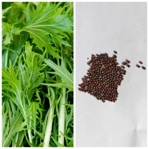 Excellent Quality Loose Pack Mizuna Asia Green Herb Seed Pack 50 Plus Seeds