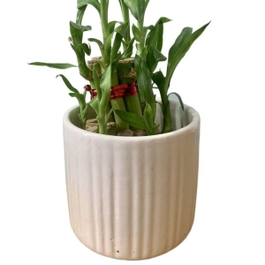 5 Inch Ceramic Cylindrical Pot Suitable For Indoor Outdoor Garden