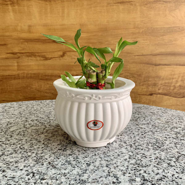 Kanha Matki 5 Inch Flower Pot For Indoor Outdoor Garden | Break Resistant Fade Resistant Flower Pot - 5 Inch - Image 3