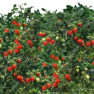 All Time All Season - Chaumase Mini Cherry Tomato Seeds 10 Plus Seeds
