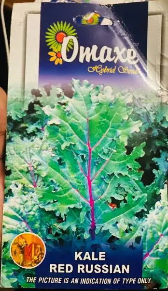 Vegetable Seed - 1 Packet KALE RED RUSSIAN Omaxe Seeds By Savyata Stores For Kitchen Garden