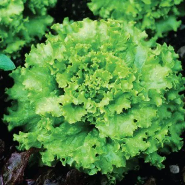 1 Packet Omaxe Lettuce Imported Grand Rapids Exotic Seeds 100 Plus Seeds Lettuce Seeds - Image 2