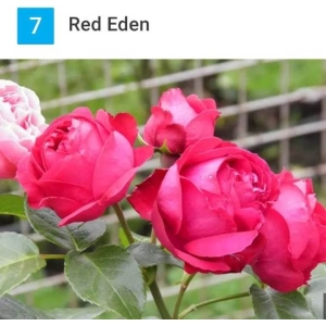 5 Seeds Of Simran Rose Seeds With Golden Bu. Packing (Red Eden Rose)