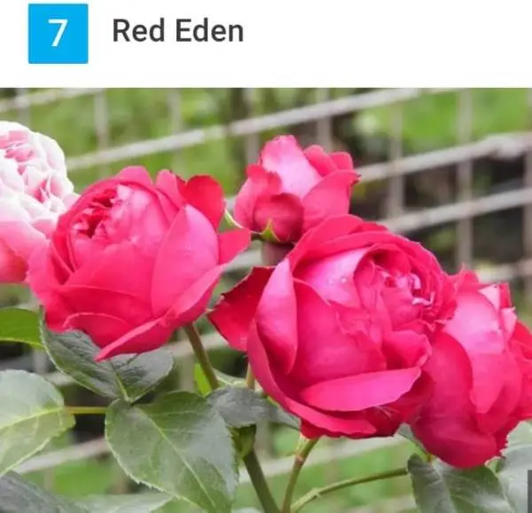 5 Seeds Of Simran Rose Seeds With Golden Bu. Packing (Red Eden Rose)