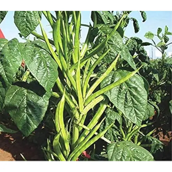 Vegetable Seed - 1 Packet Cluster Beans Agri Gwar Phali Seeds By Savyata Stores For Kitchen Garden - Image 2