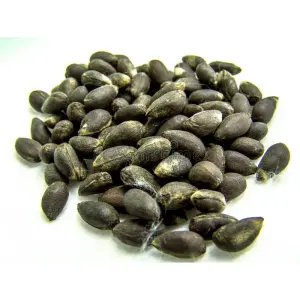 Cotton Seeds / Paruthi Seeds 30 Pcs For Home Garden, Rooftop