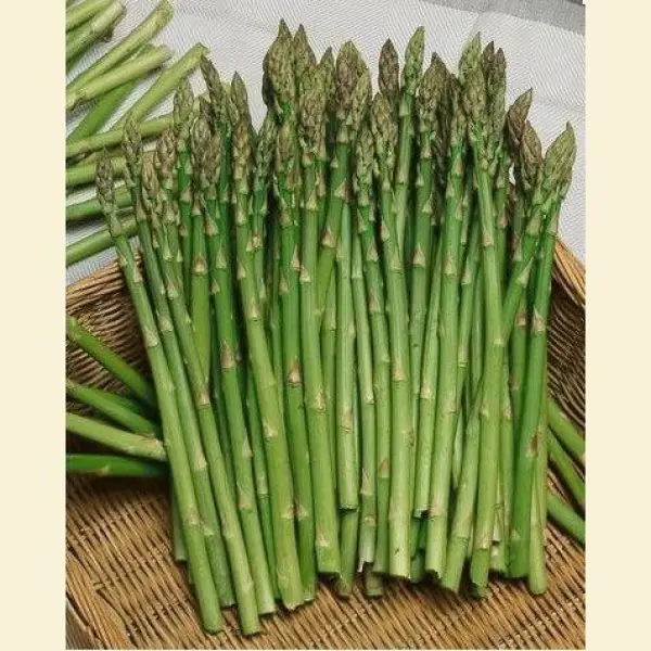 All Time All Seasons Baramase Asparagus Mary Washington Variety 20 Plus Seeds Kurilo Seeds - Image 4