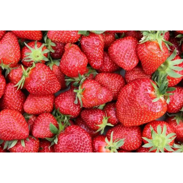 20+ Loose packed Chandler Strawberries Seed - Image 2